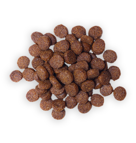 Dog Food 5 Dog Food 5