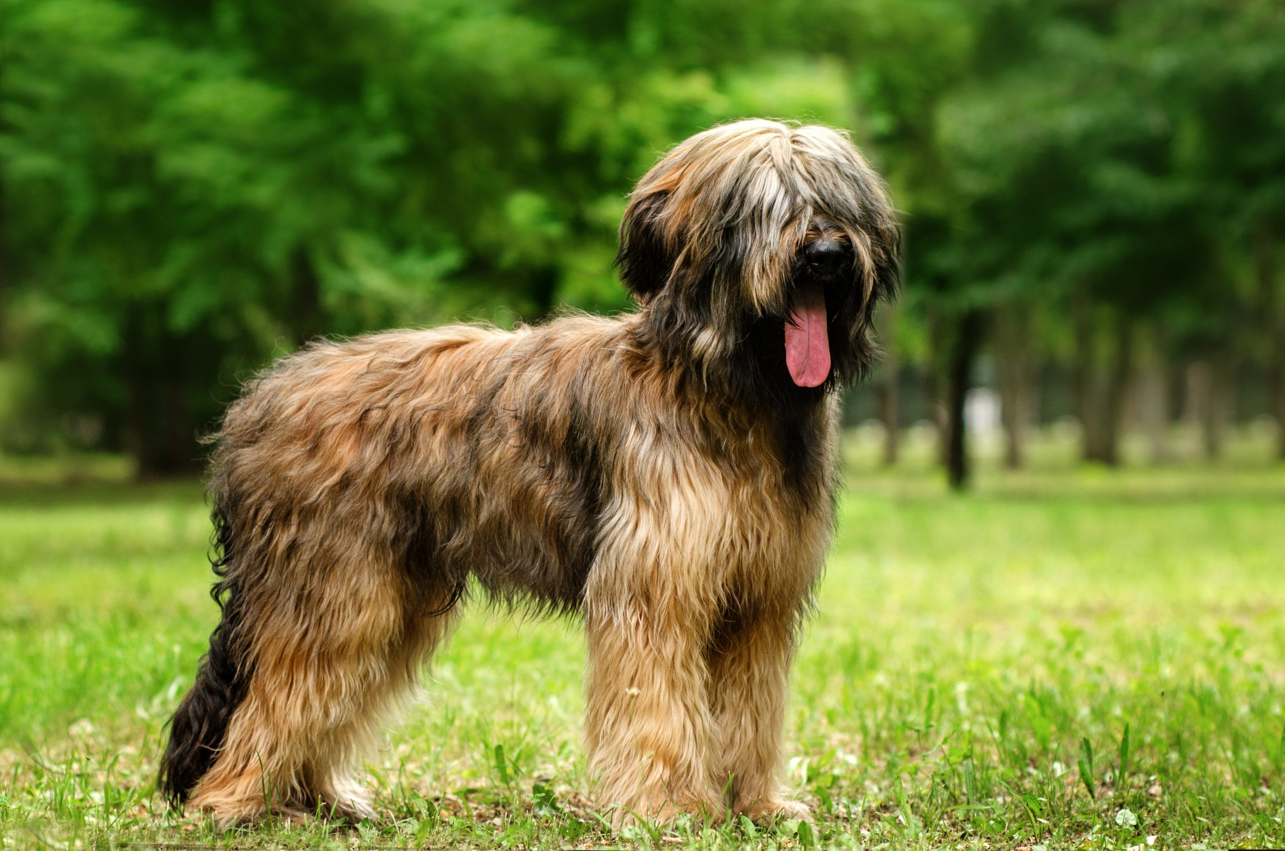 Chien briard